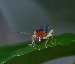 Trichobalya bowringii