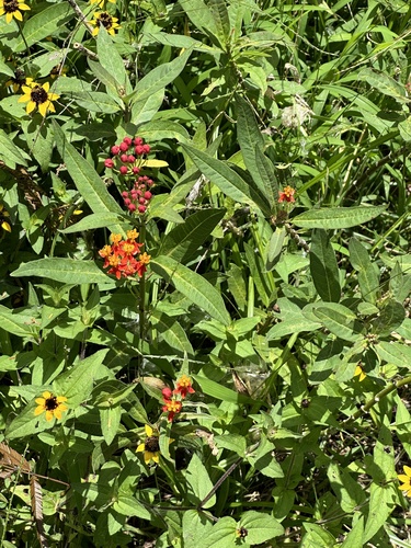 Asclepias curassavica observed 2024-04-28