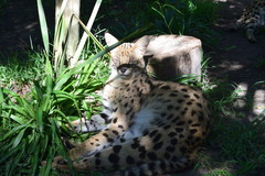 Leptailurus serval serval