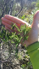 Passerina paludosa