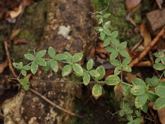 Galium scabrum