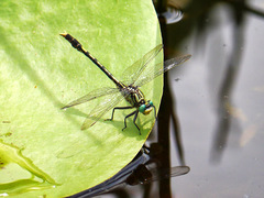 Arigomphus villosipes
