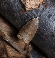 Scythropiodes