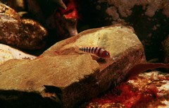 Notoclinops segmentatus