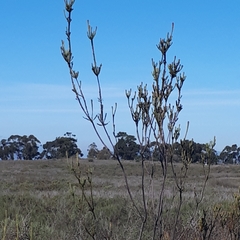 Leucadendron thymifolium