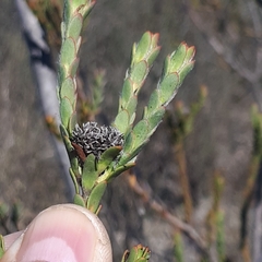 Leucadendron thymifolium
