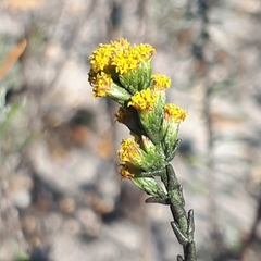 Marasmodes dummeri