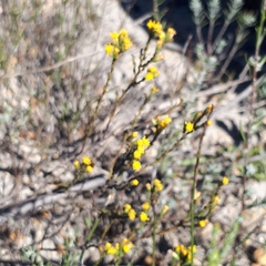 Marasmodes dummeri