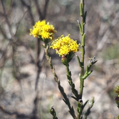 Marasmodes dummeri