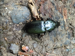 Pterostichus mutus