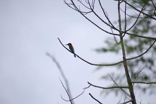 Rufous-crowned Bee-eater (Merops americanus), photo 9