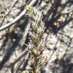 Aspalathus ericifolia ericifolia