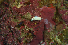 Goniobranchus aureomarginatus image