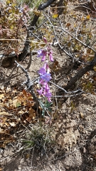Penstemon secundiflorus