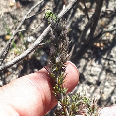 Aspalathus ericifolia ericifolia
