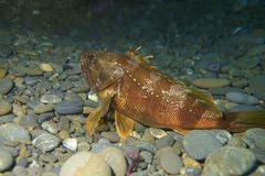 Helicolenus percoides