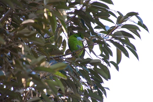 Guaiabero (Bolbopsittacus lunulatus), photo 7