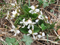 Viola pacifica