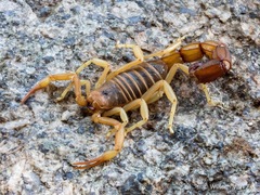 Parabuthus granulatus