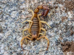Parabuthus granulatus