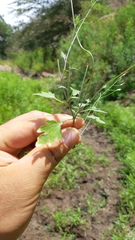 Lobelia cordifolia