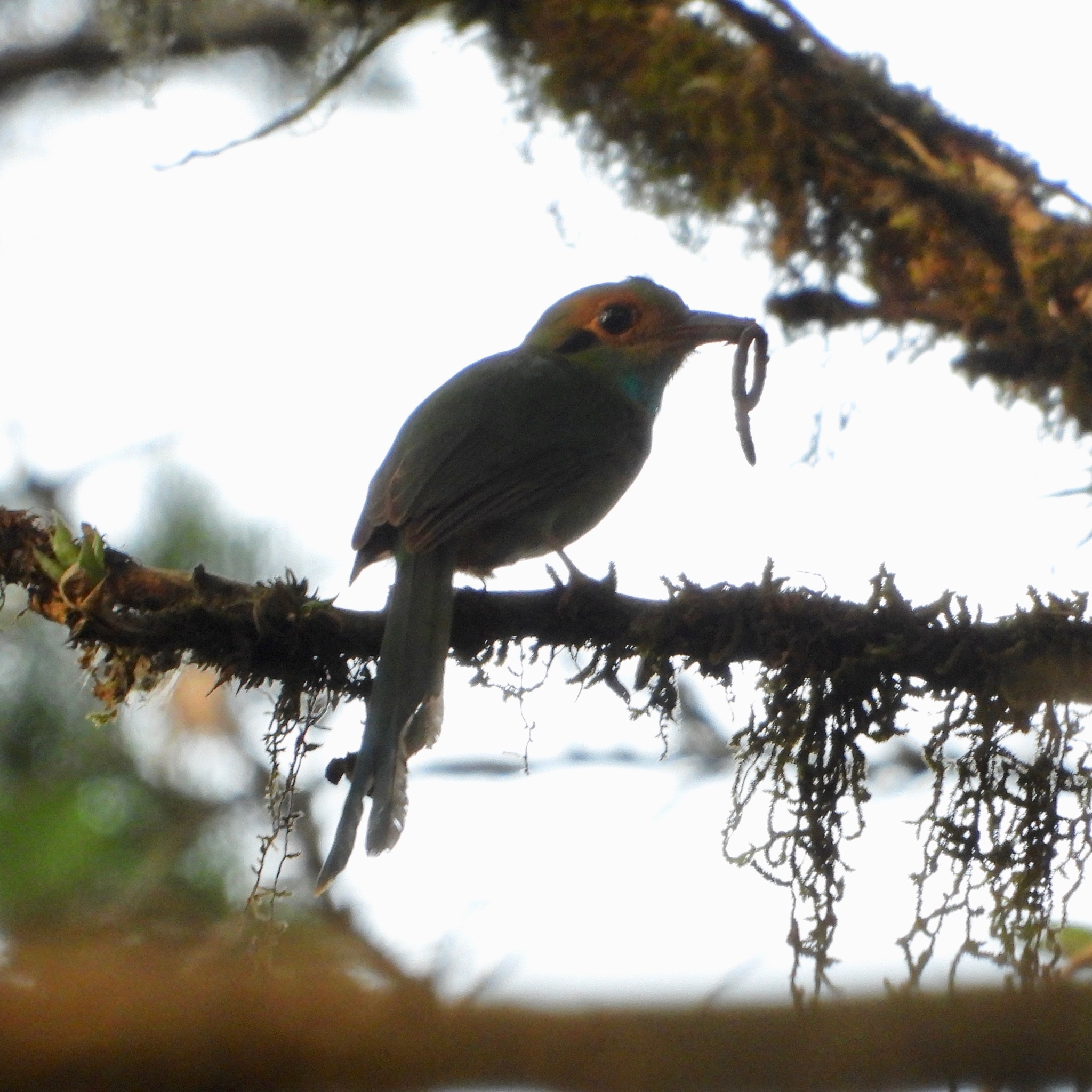 Blue-throated Motmot illustration