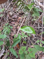 Passiflora megacoriacea image