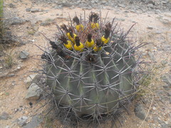 Ferocactus emoryi emoryi