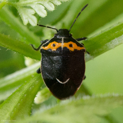 Cosmopepla conspicillaris