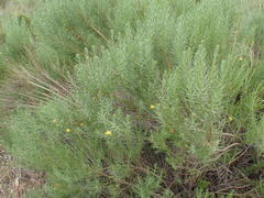 Ericameria pinifolia