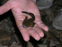 Cherski's Sculpin photo 3