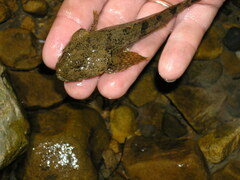 Cherski's Sculpin photo 1