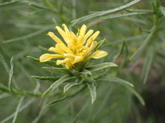 Ericameria pinifolia