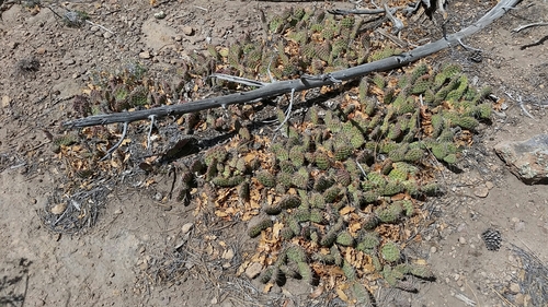 Piedra Canyon/Agua Piedra Trail