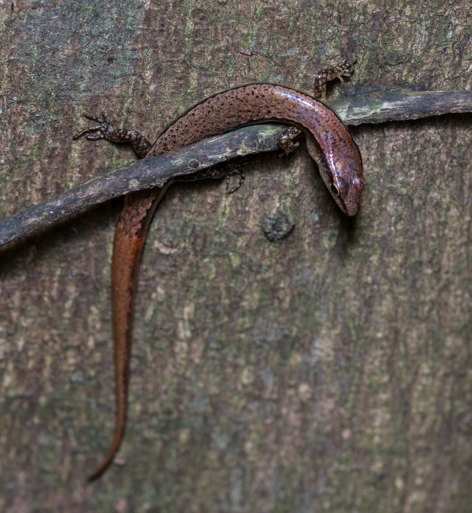 Modest Ground Skink