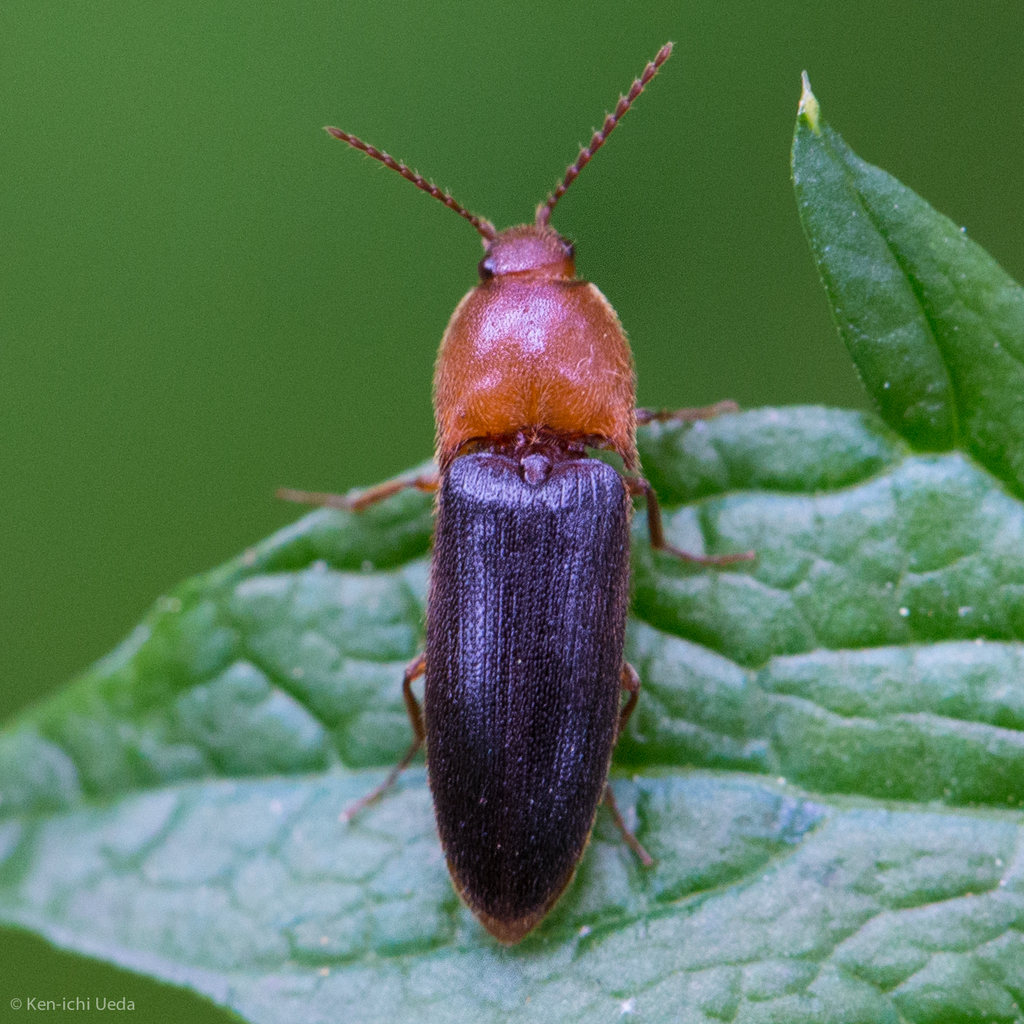 Ampedus fastus