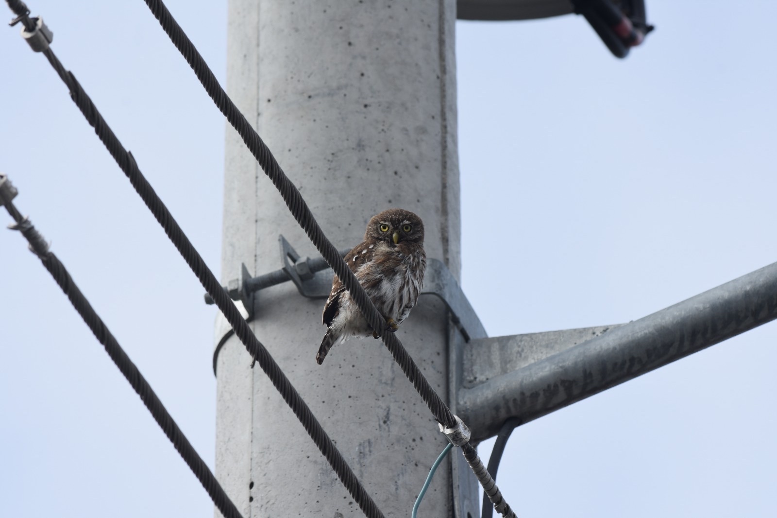 Glaucidium image