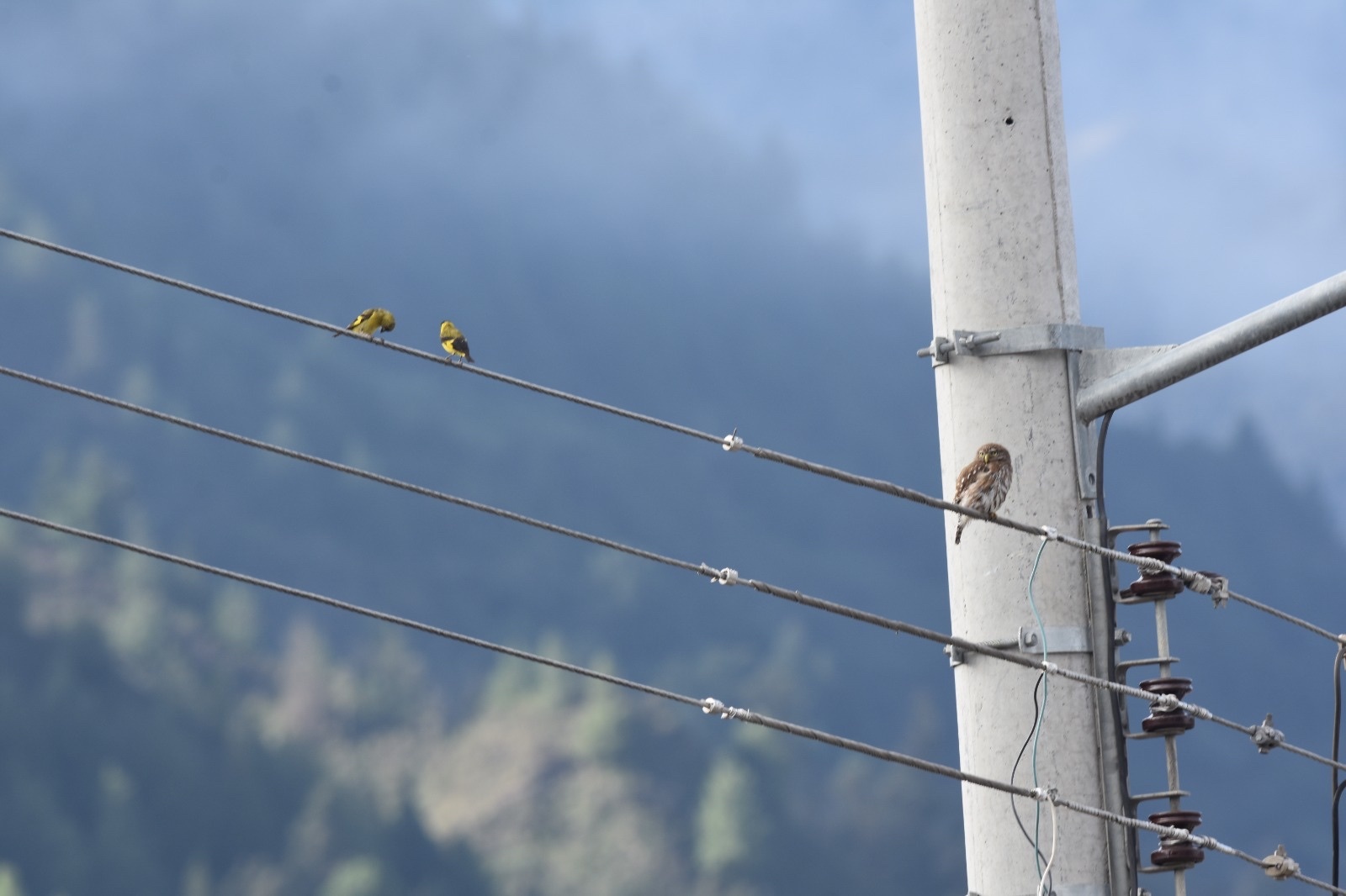 Glaucidium peruanum image