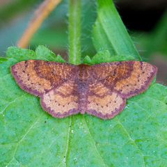 Leptostales rubromarginaria