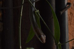Psammophis punctulatus
