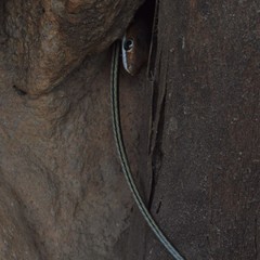 Psammophis punctulatus trivirgatus