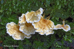 Cantharellus insignis
