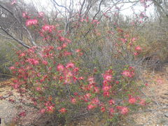 Calliandra eriophylla