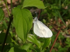 Dismorphiinae