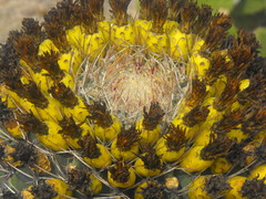 Ferocactus emoryi emoryi