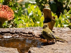 Crithagra sulphurata