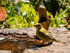 Crithagra sulphurata