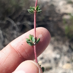Frankenia repens