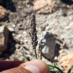 Plantago carnosa