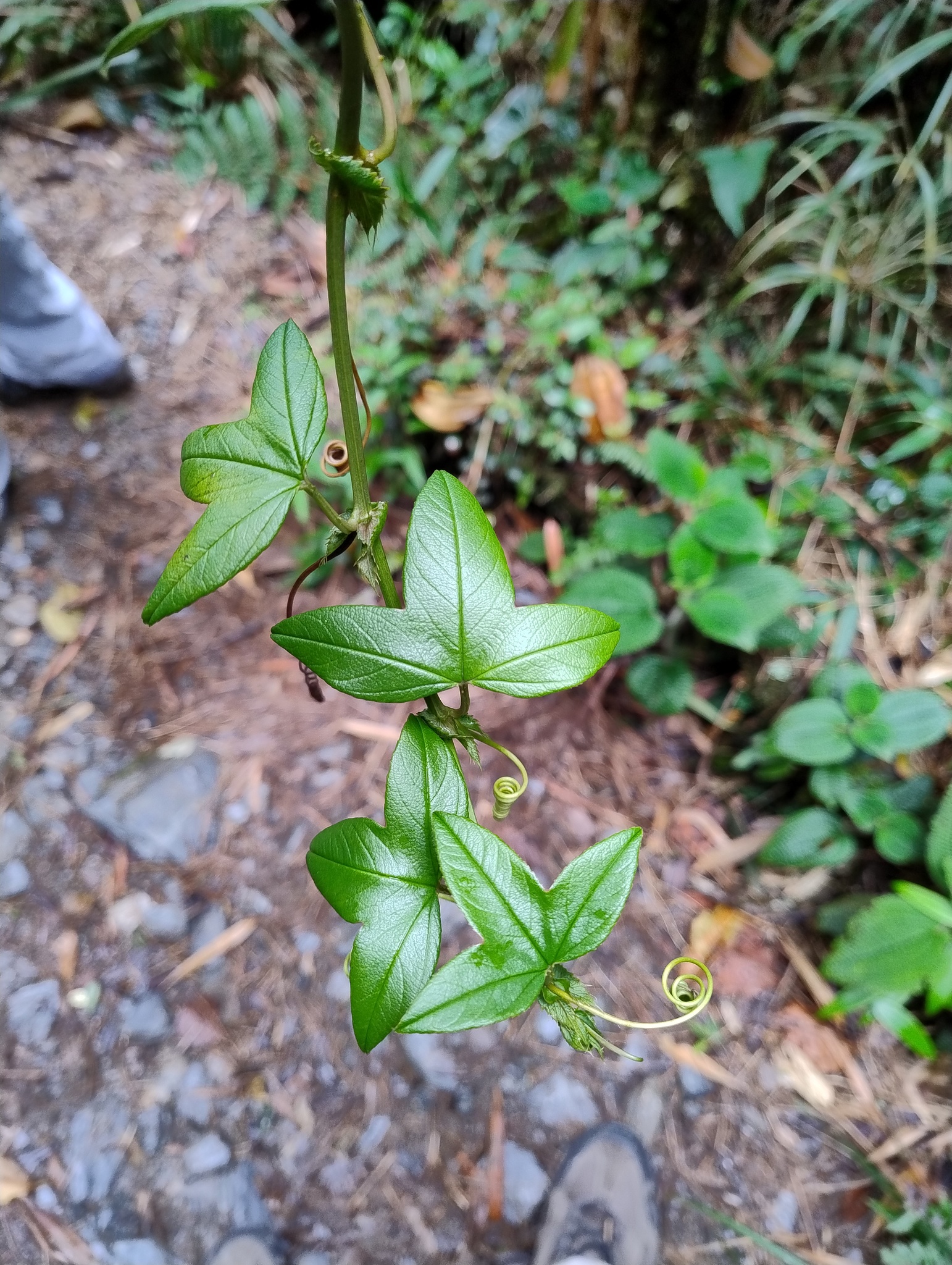 Passiflora loxensis image